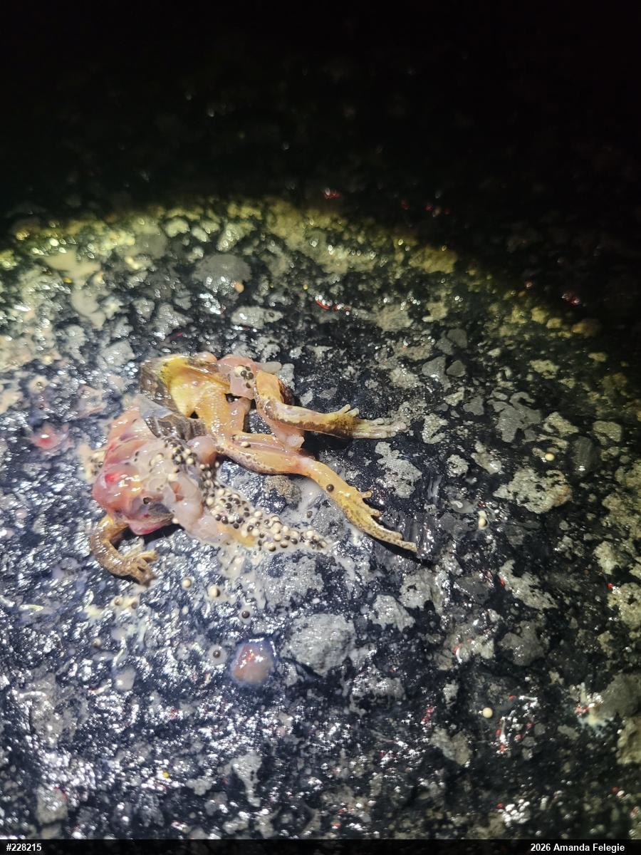 Spring Peeper