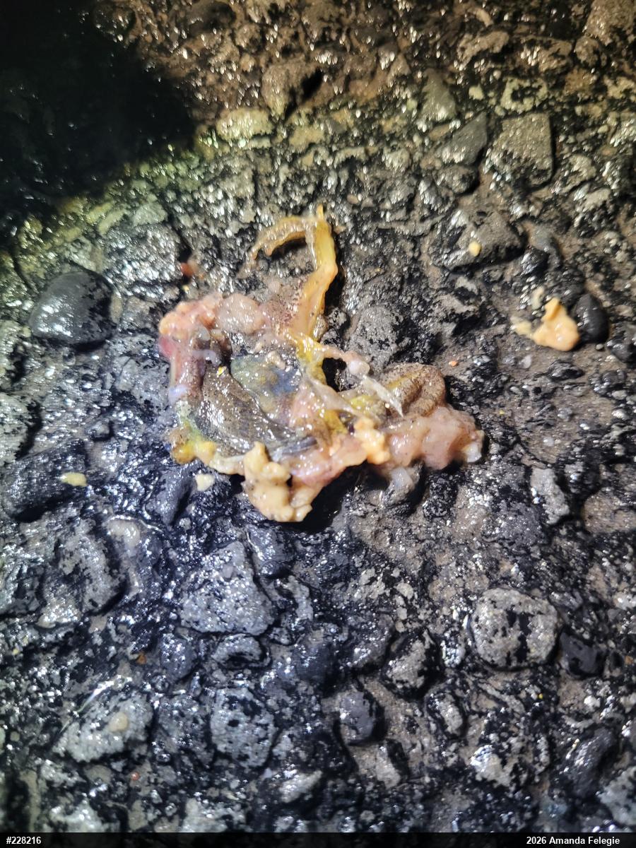 Spring Peeper