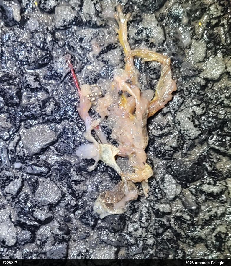 Spring Peeper
