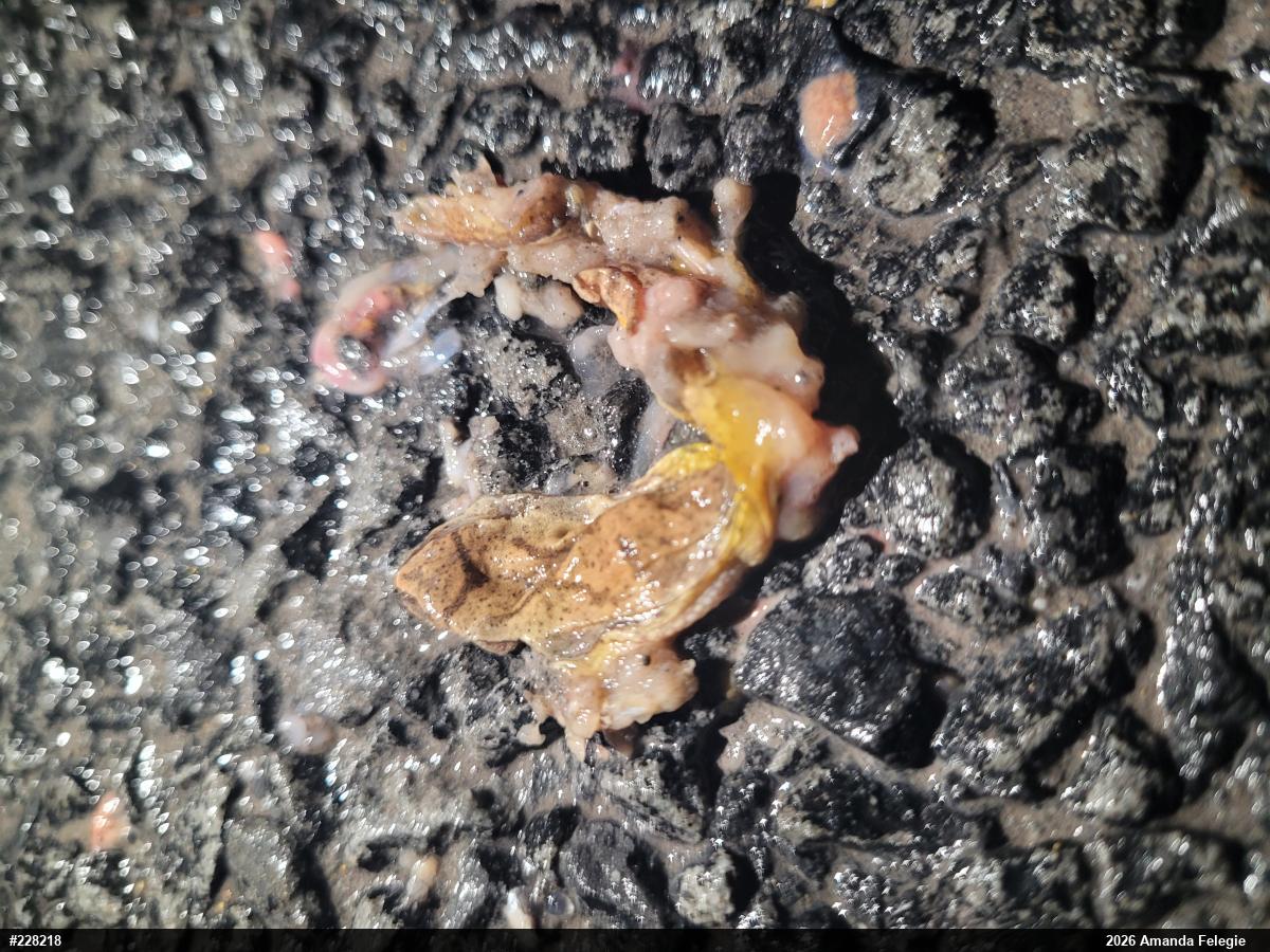Spring Peeper