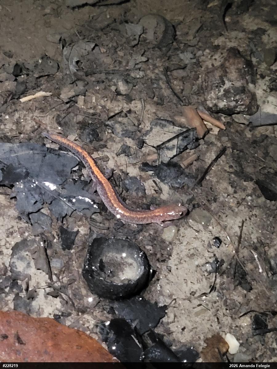 Eastern Red-backed  Salamander
