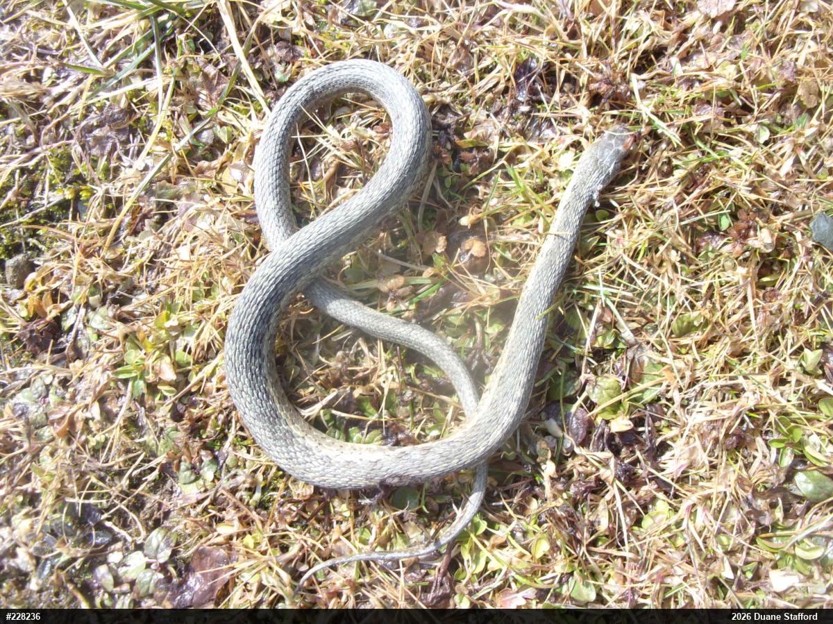 Eastern Gartersnake
