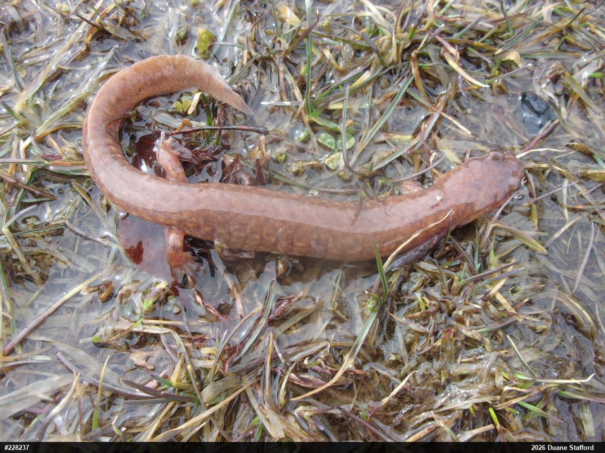 Northern Spring Salamander