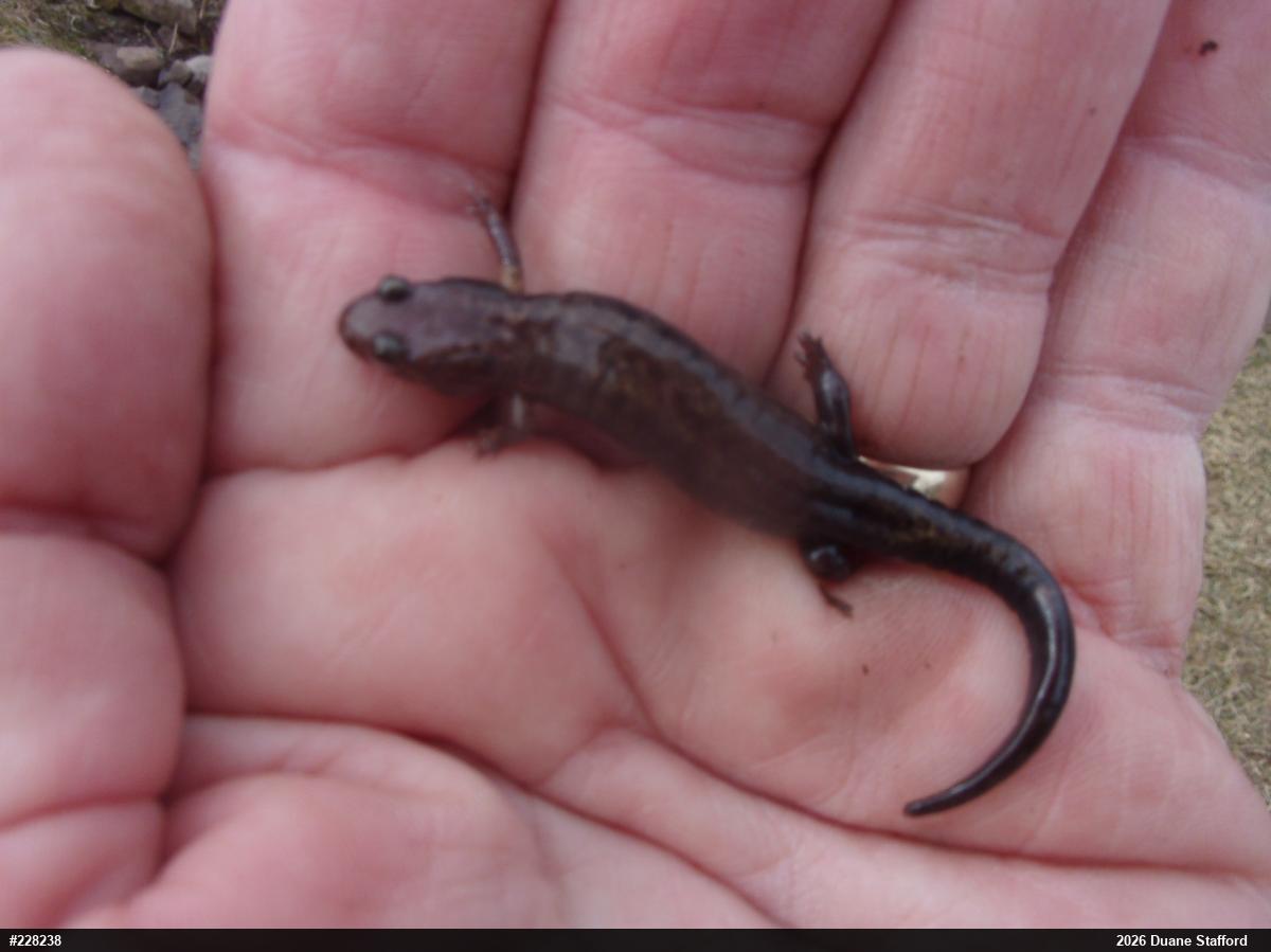 Allegheny Mountain Dusky Salamander