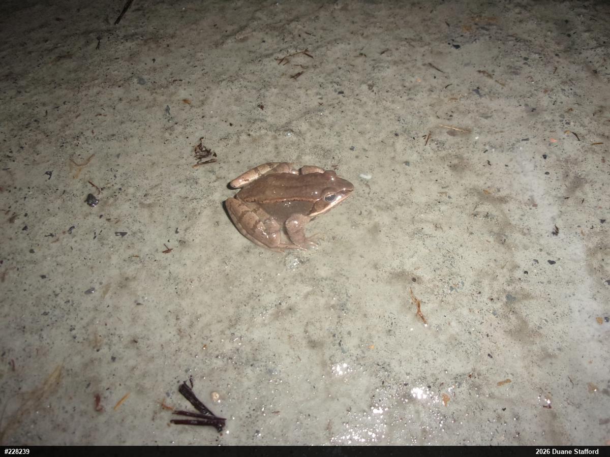 Wood Frog