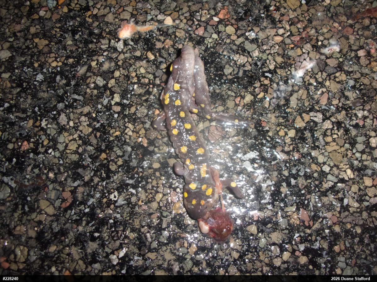 Spotted Salamander
