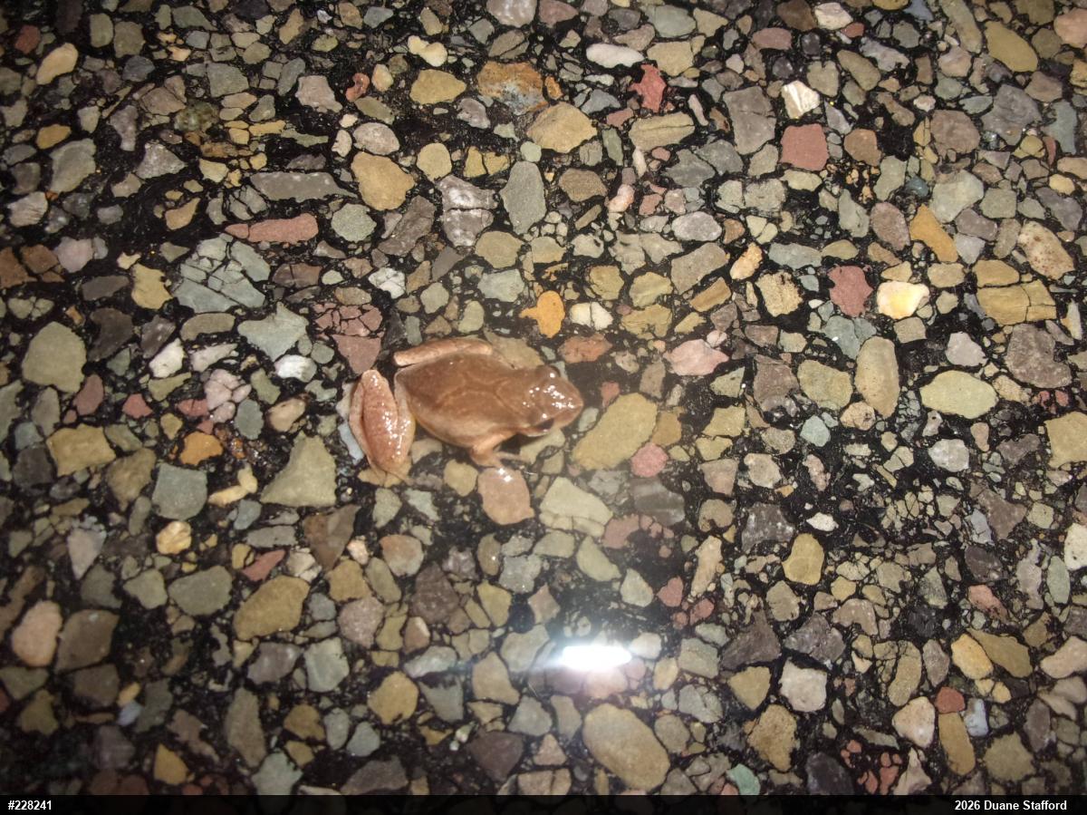 Spring Peeper