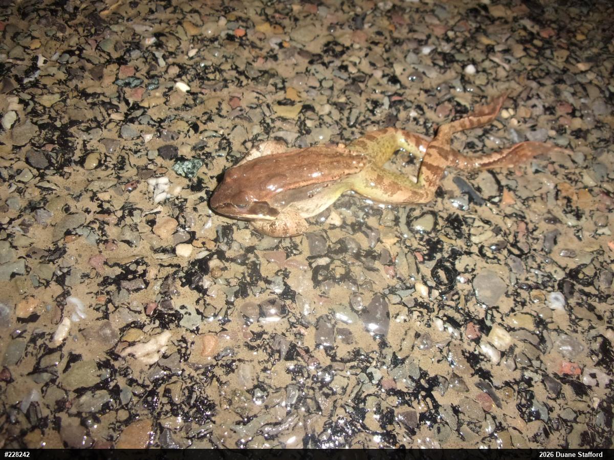 Wood Frog