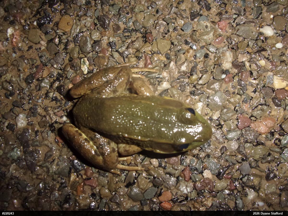 Green Frog