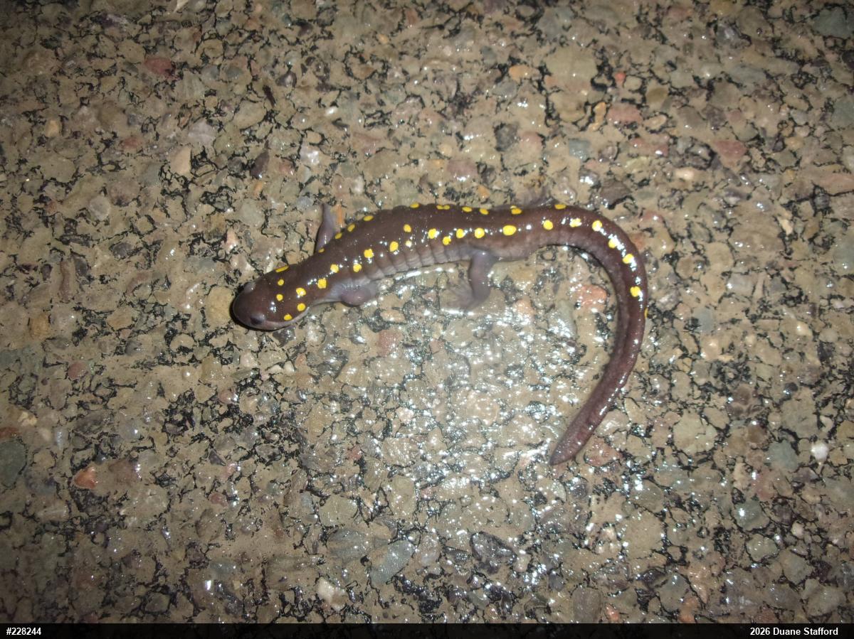 Spotted Salamander