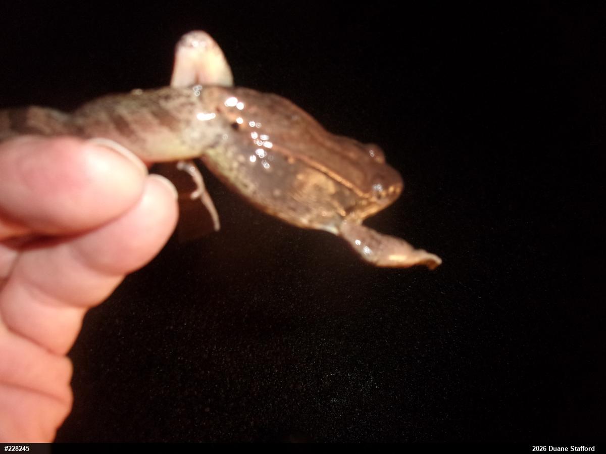 Wood Frog