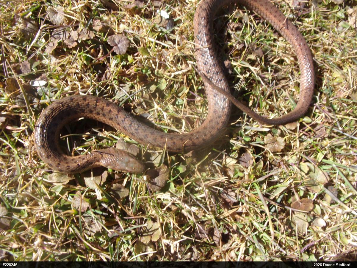 Eastern Gartersnake