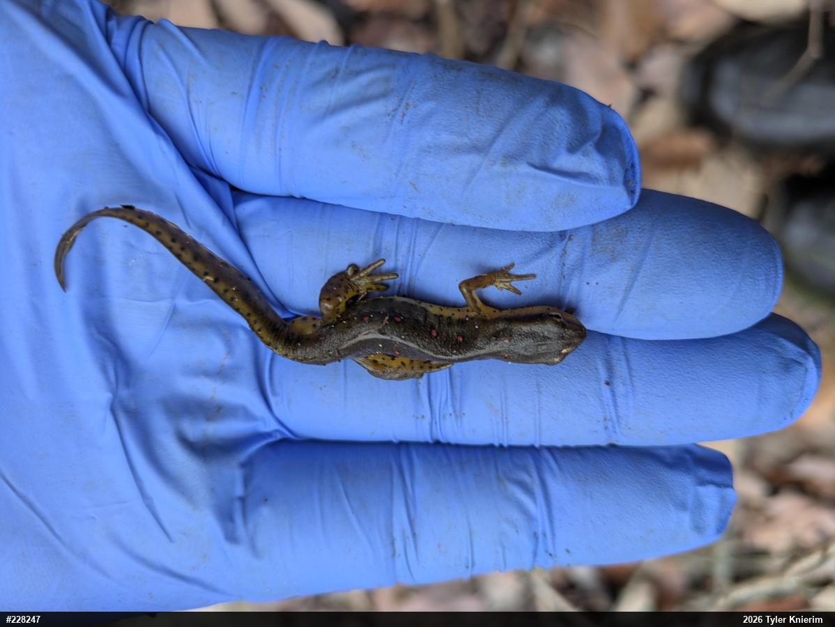 Red-spotted Newt