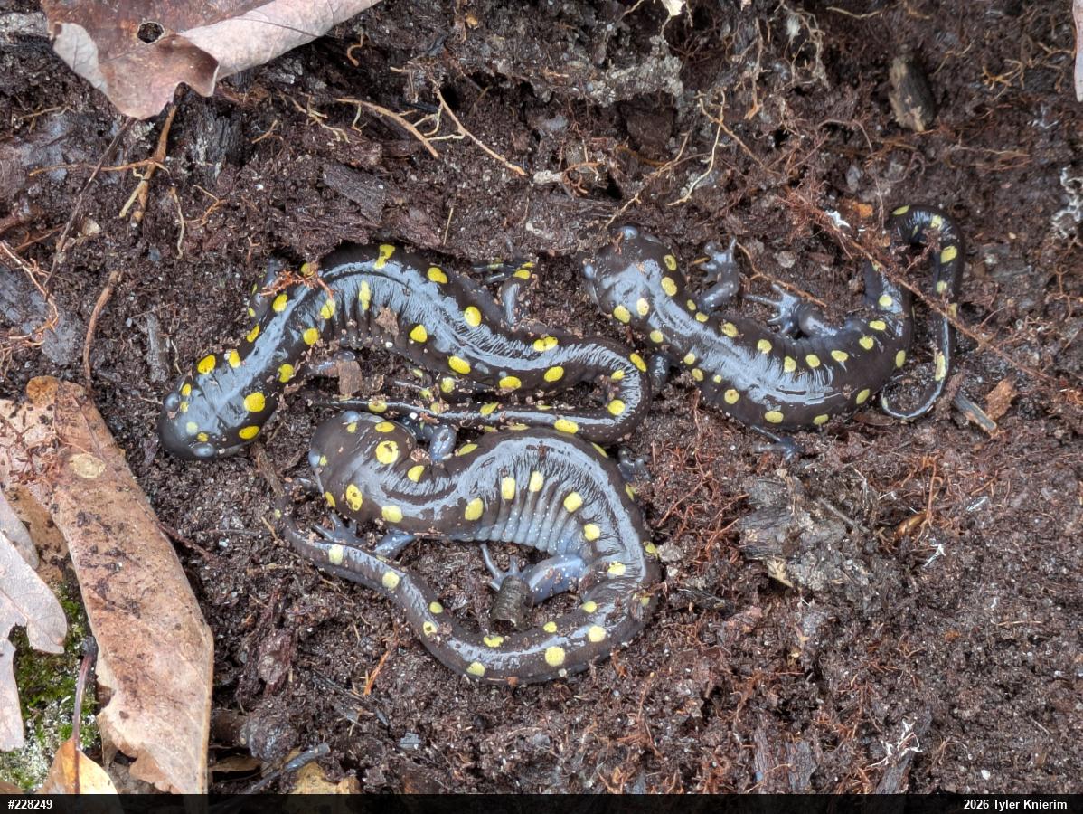 Spotted Salamander