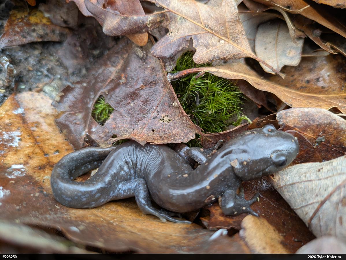 Jefferson Salamander