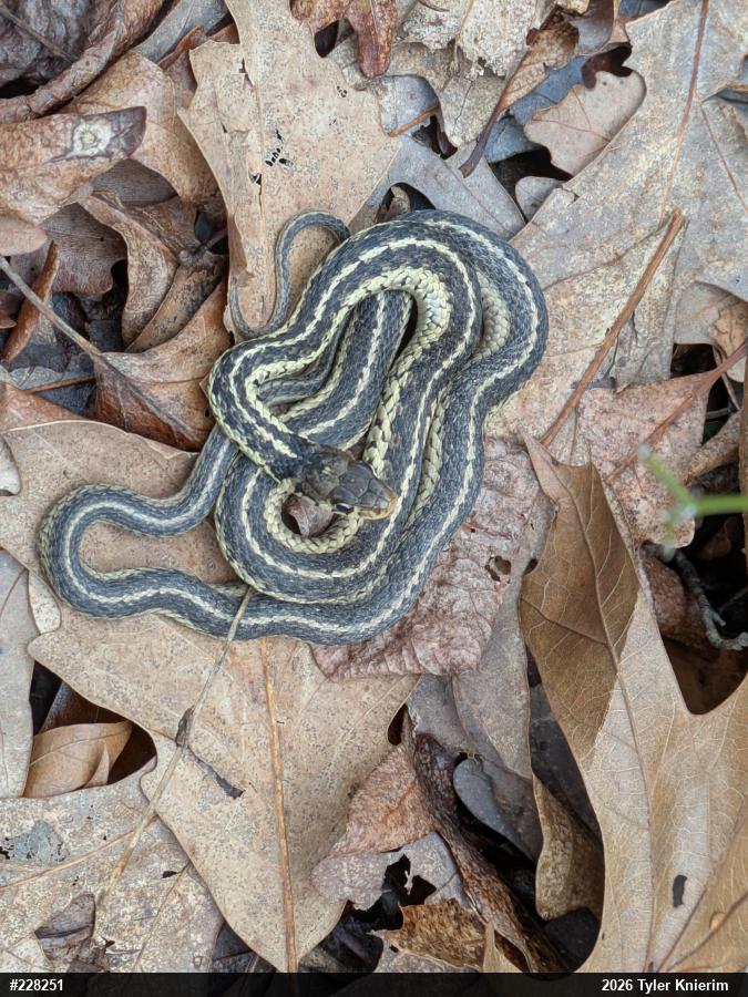 Eastern Gartersnake