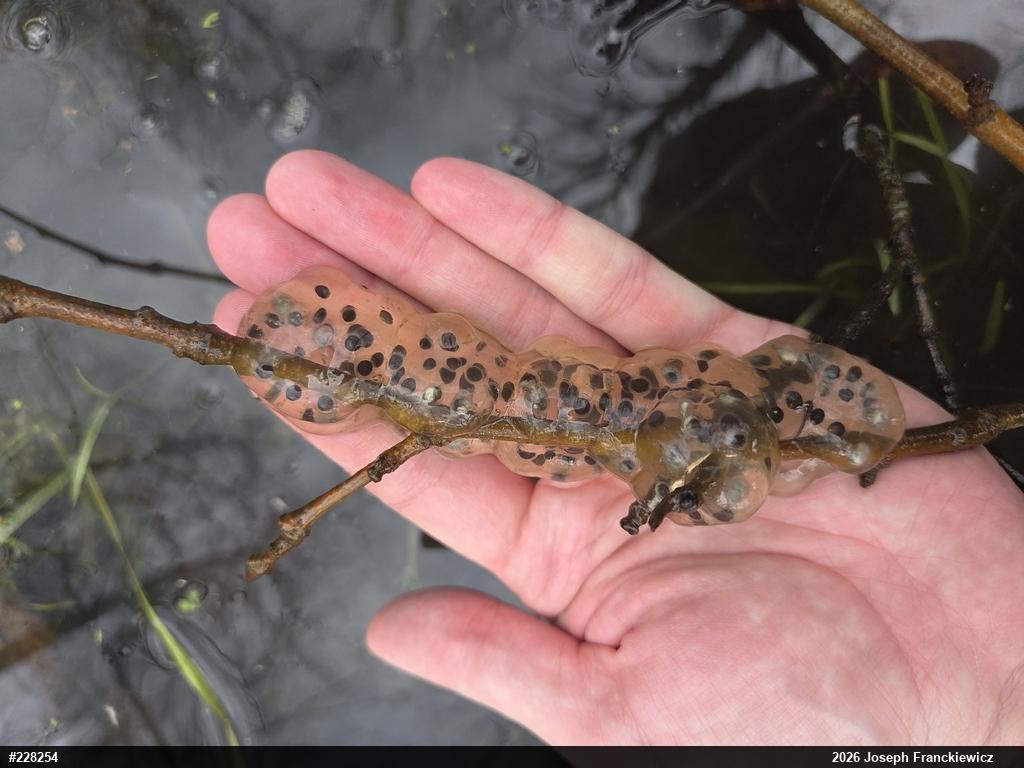 Jefferson Salamander