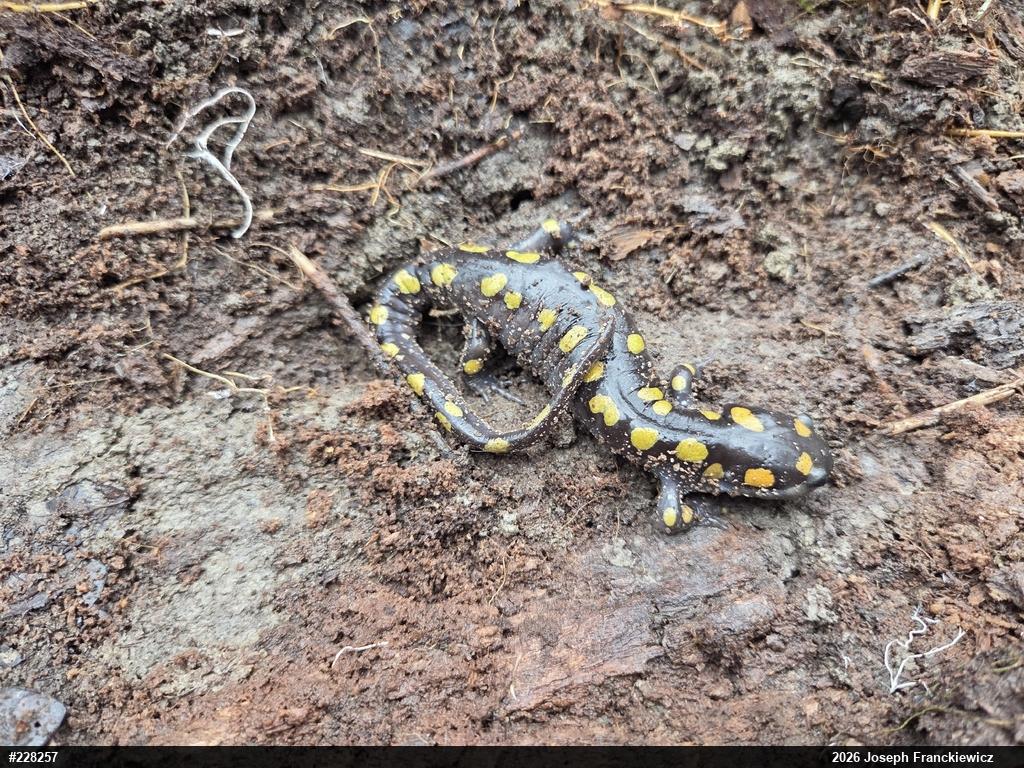 Spotted Salamander