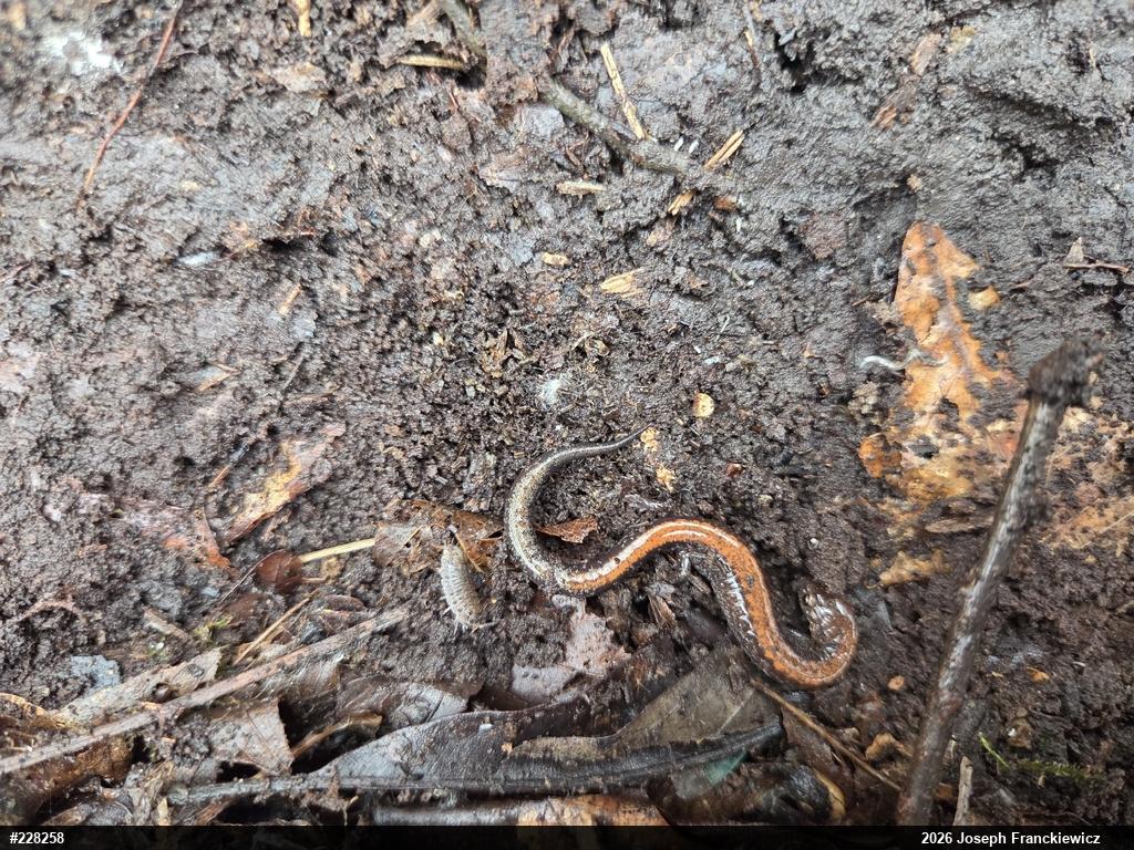 Eastern Red-backed  Salamander