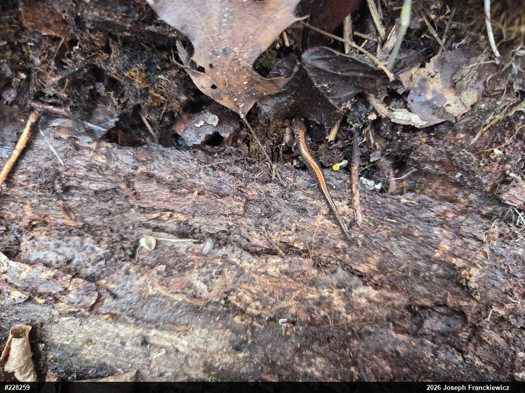 Eastern Red-backed  Salamander