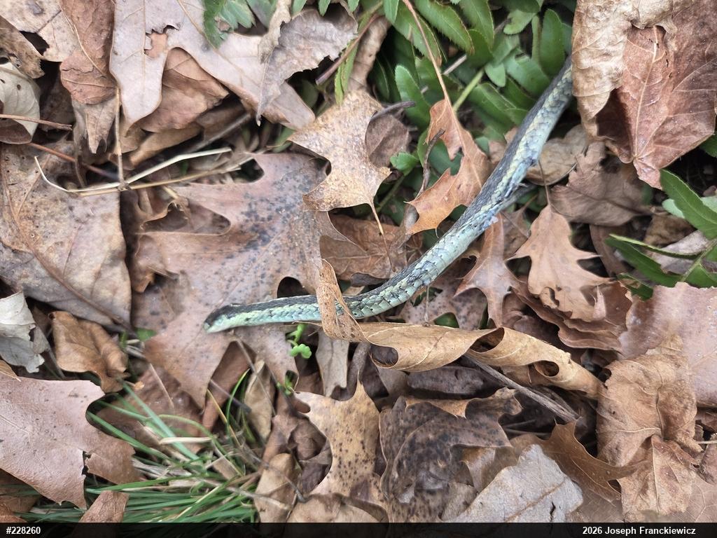 Eastern Gartersnake
