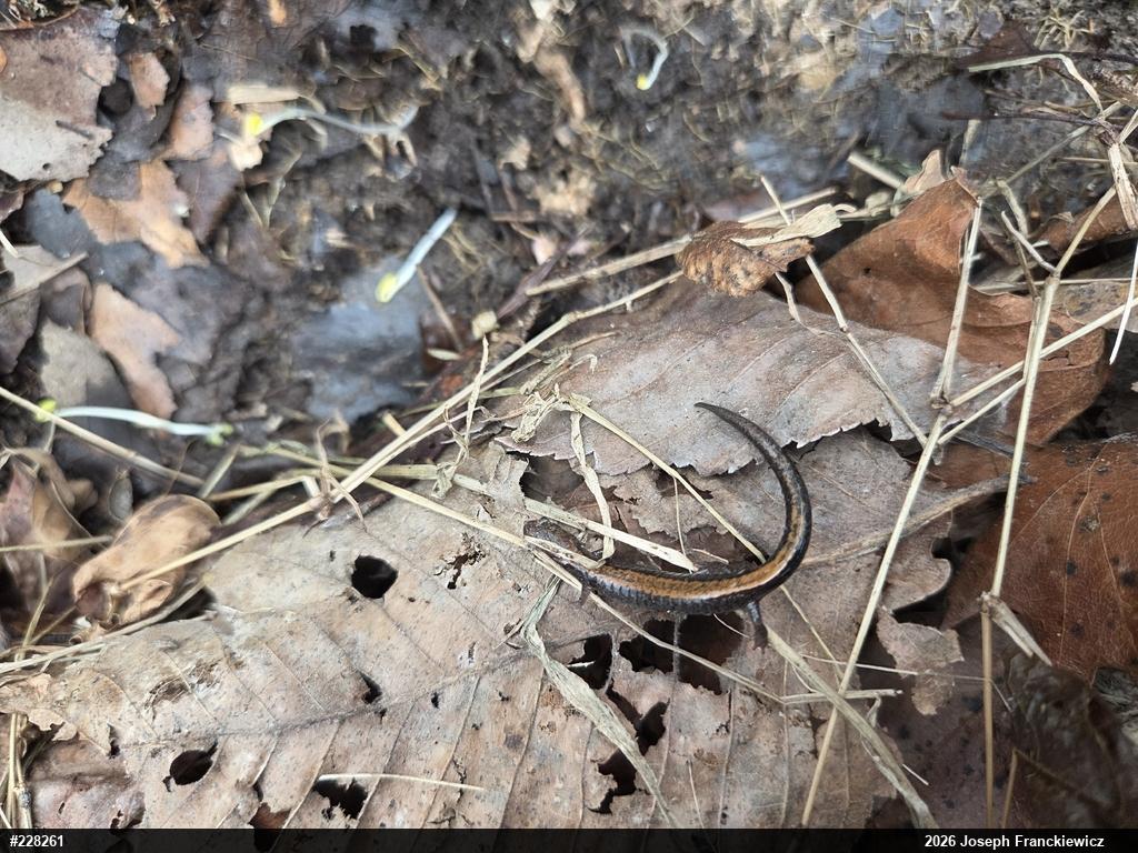 Eastern Red-backed  Salamander