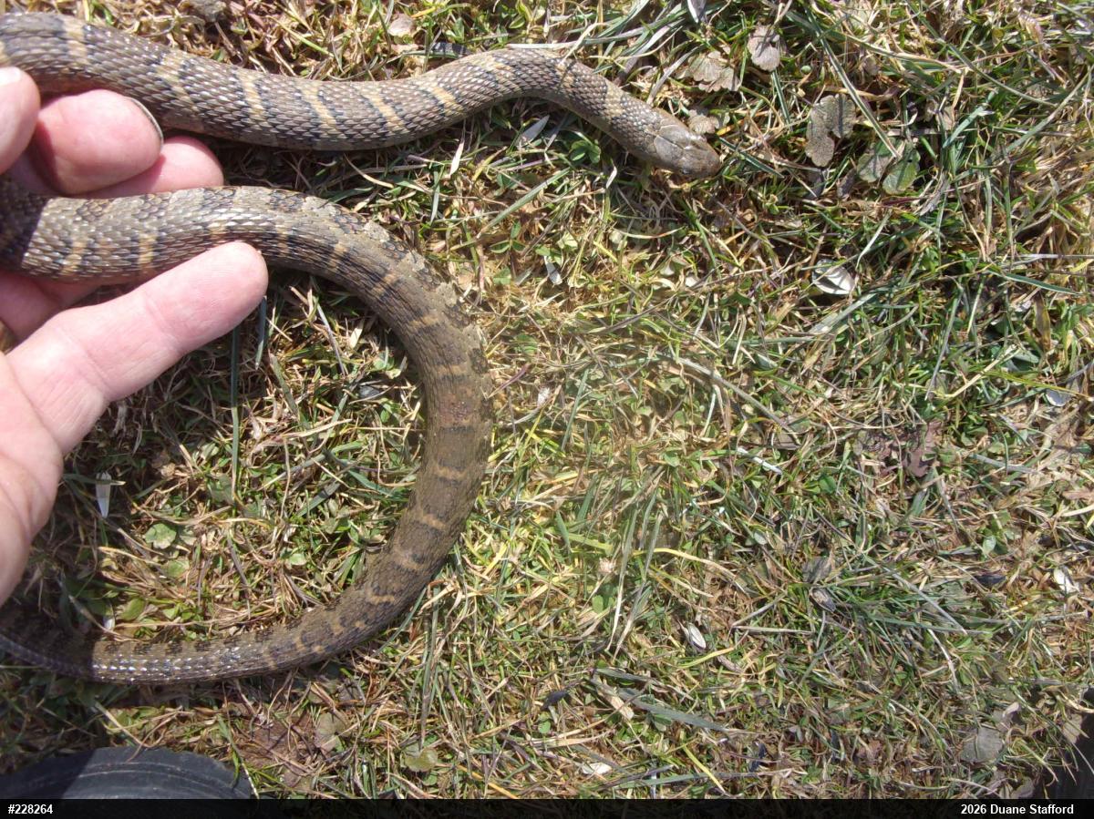Northern Watersnake