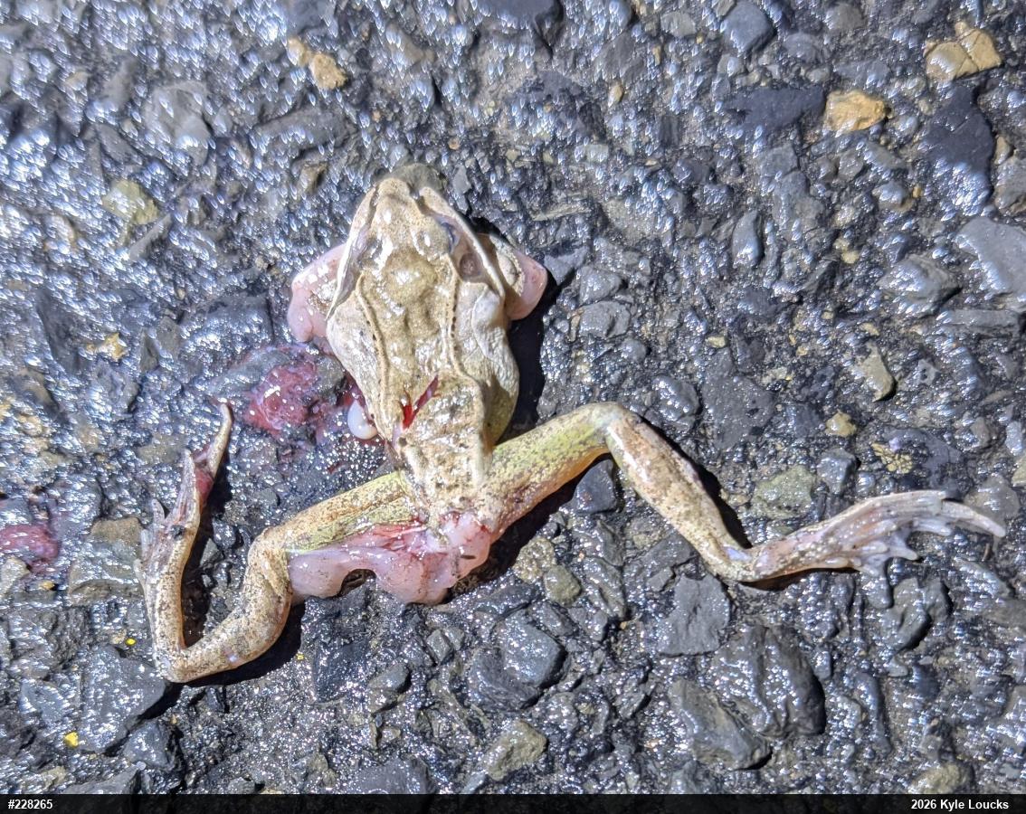 Wood Frog