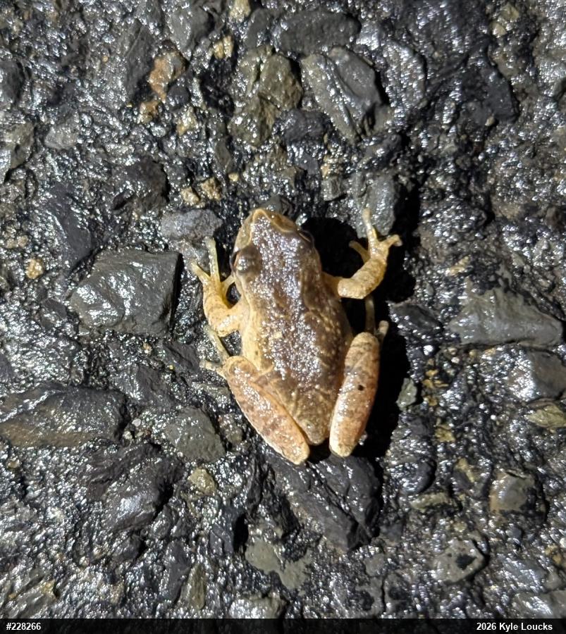 Spring Peeper