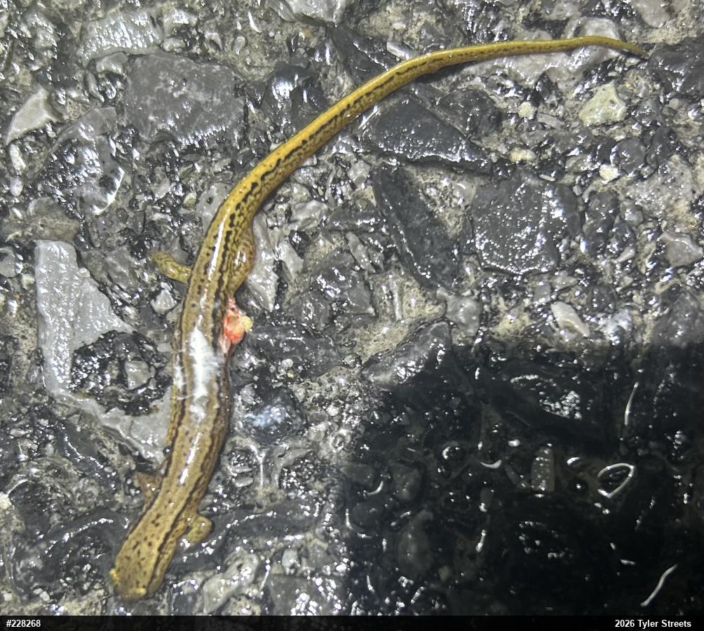 Northern Two-lined Salamander