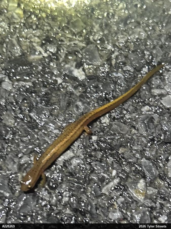 Northern Two-lined Salamander