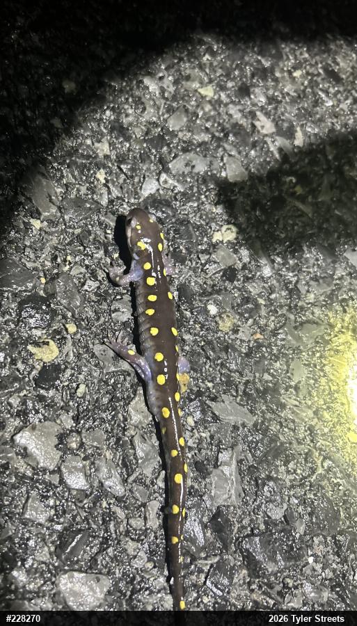 Spotted Salamander