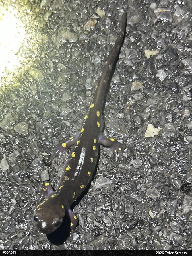 Spotted Salamander