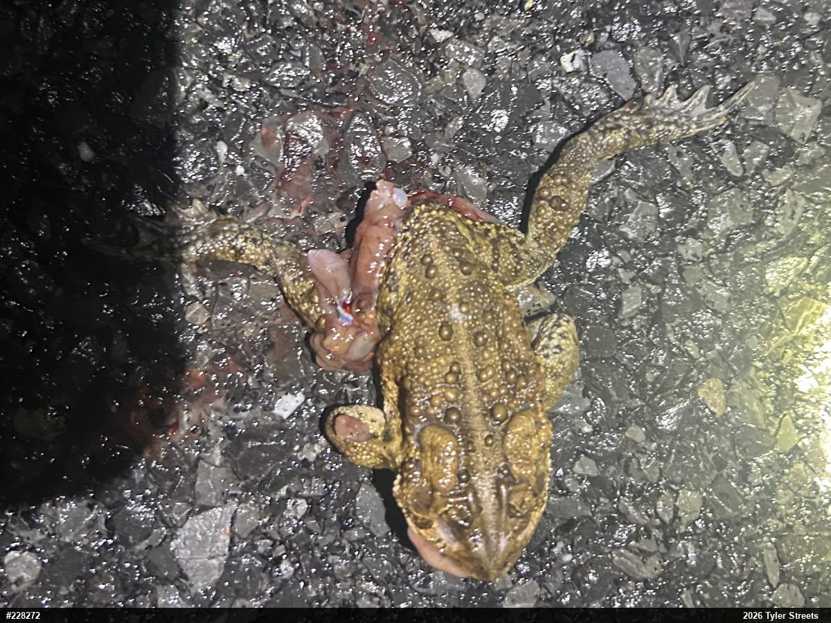 Eastern American Toad