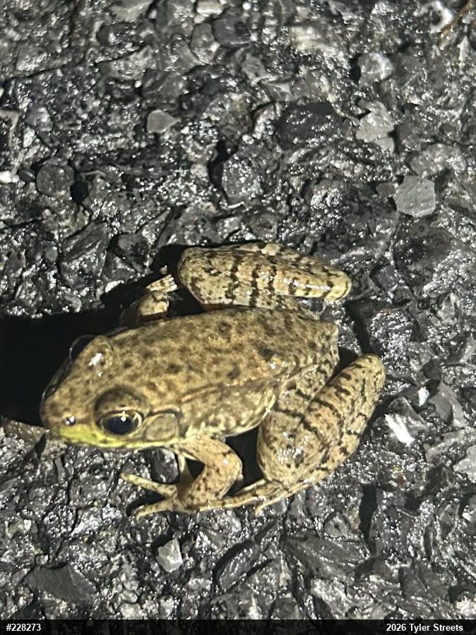 Green Frog