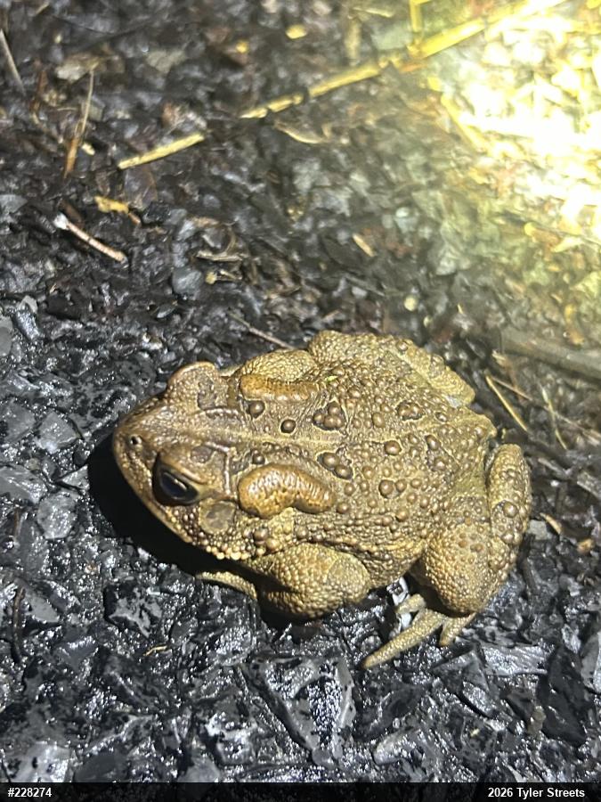 Eastern American Toad