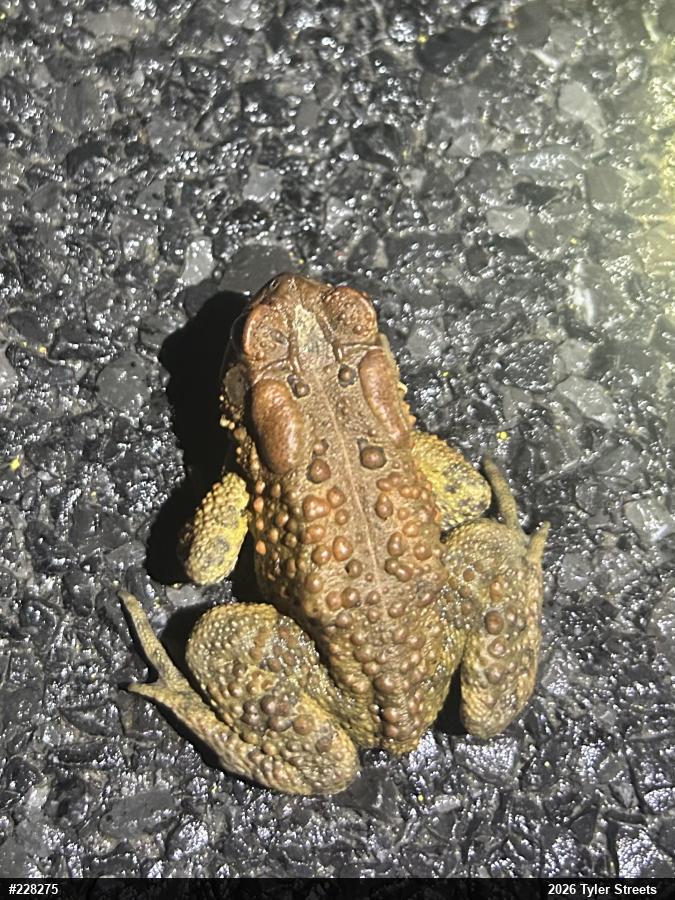 Eastern American Toad