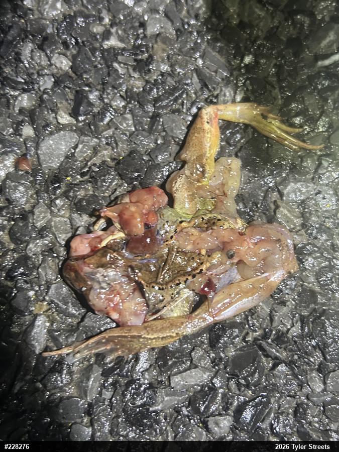 Wood Frog