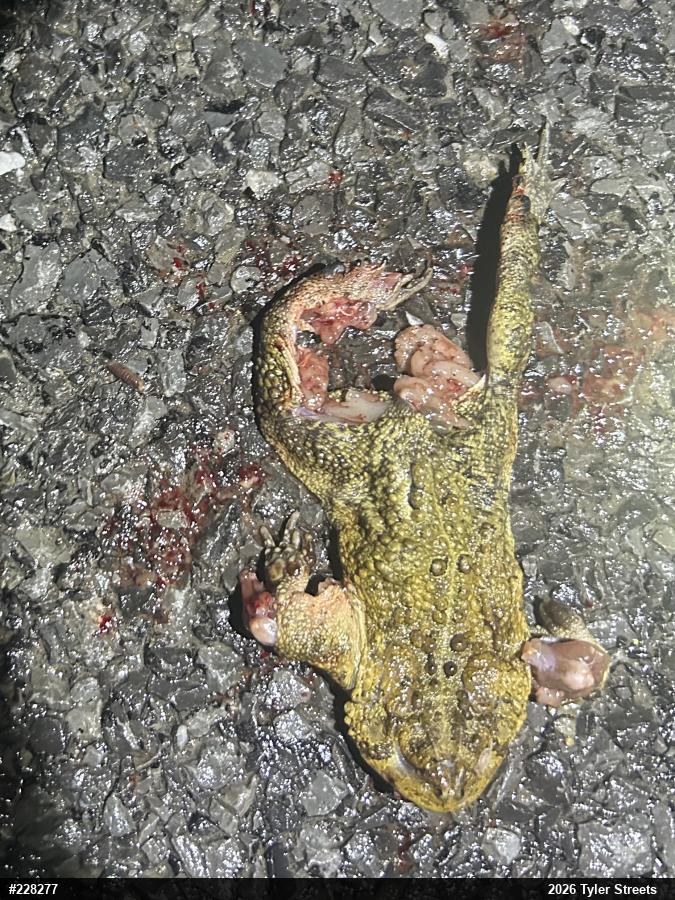 Eastern American Toad