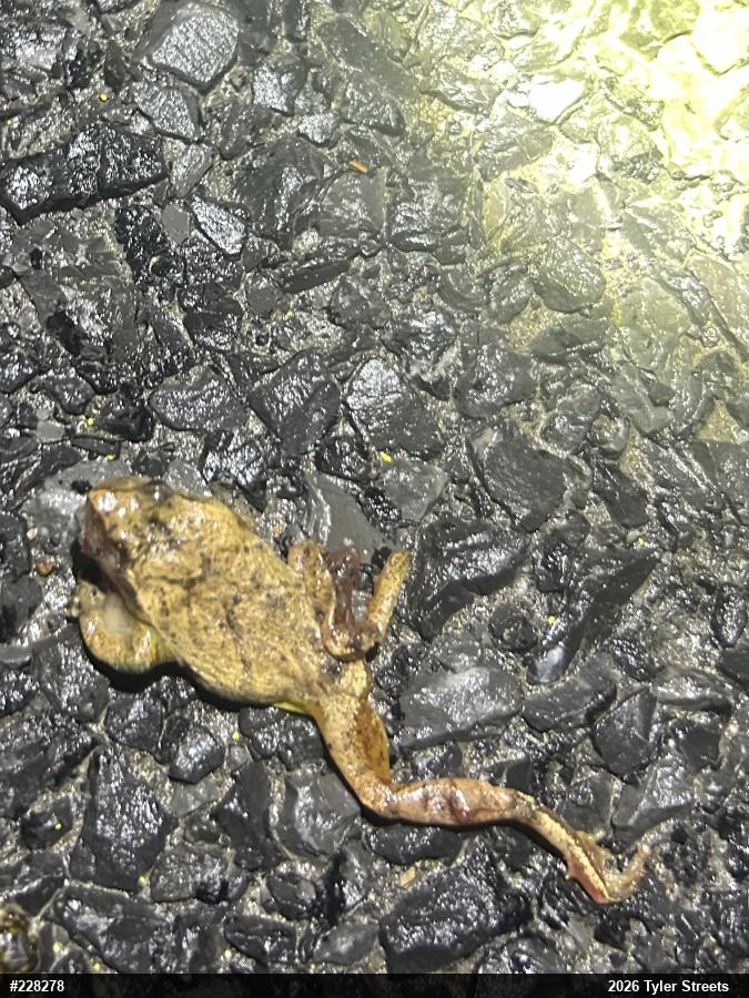 Spring Peeper