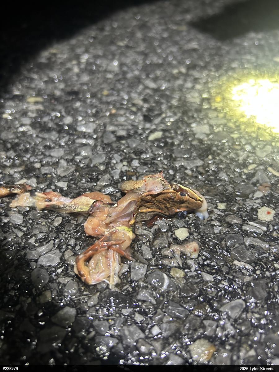 Wood Frog