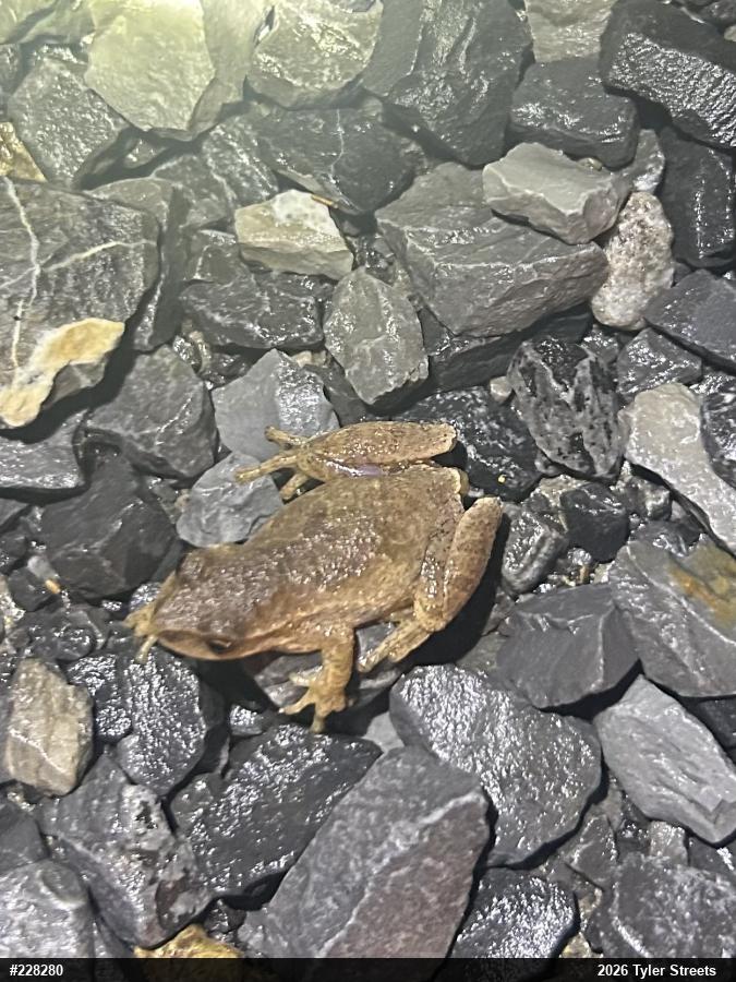 Spring Peeper