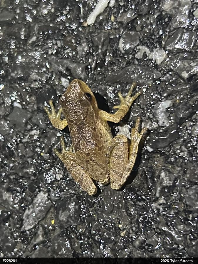 Spring Peeper