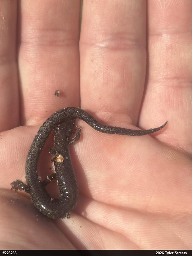 Valley And Ridge Salamander
