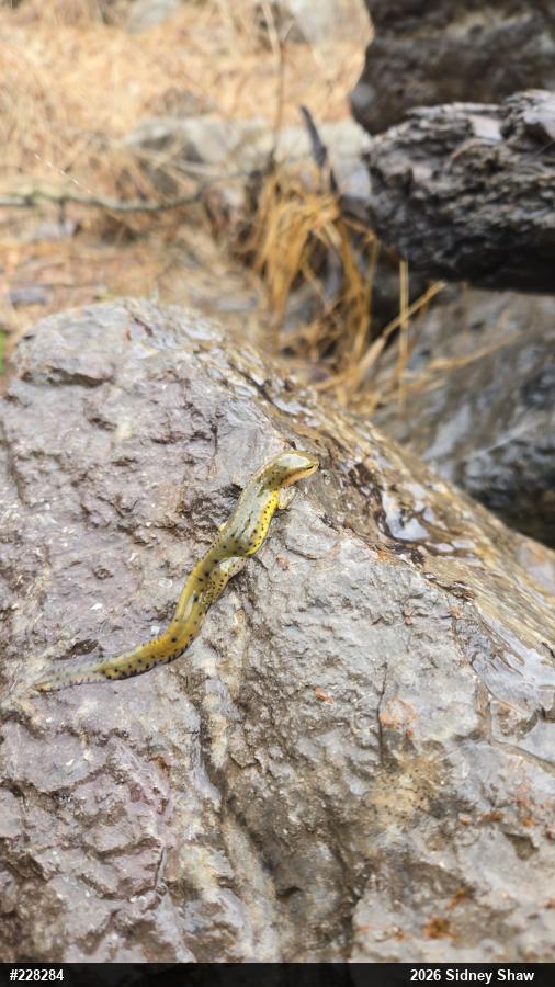 Red-spotted Newt
