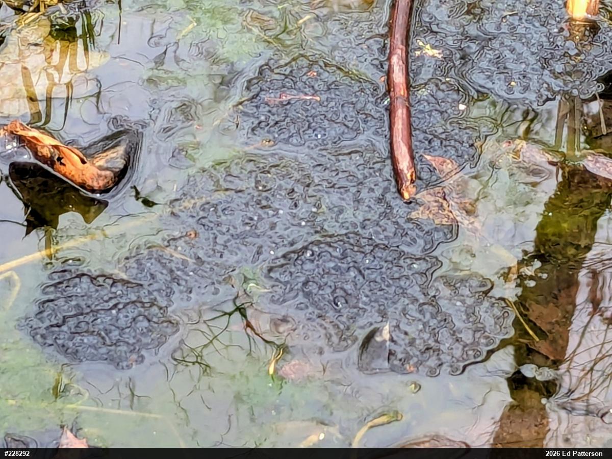 Wood Frog