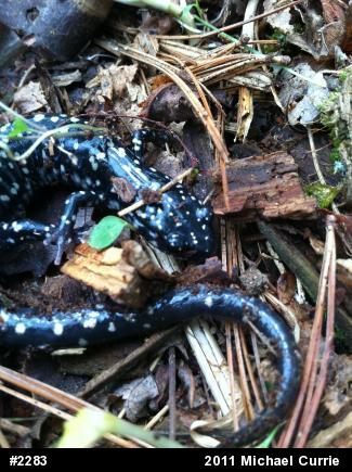 Northern Slimy Salamander