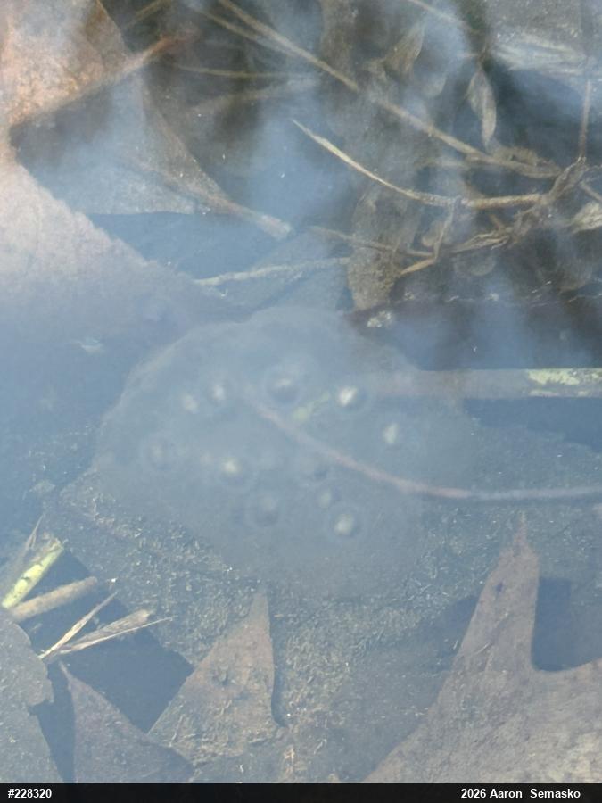 Jefferson Salamander