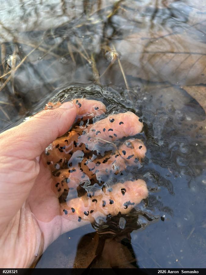 Wood Frog