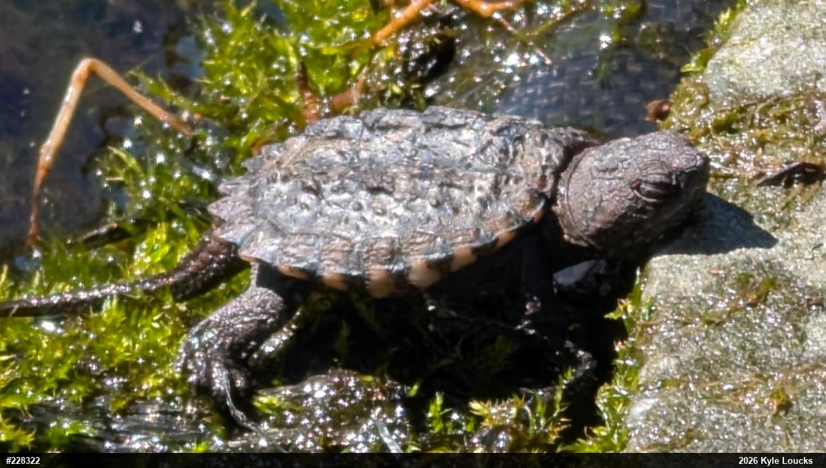 Snapping Turtle